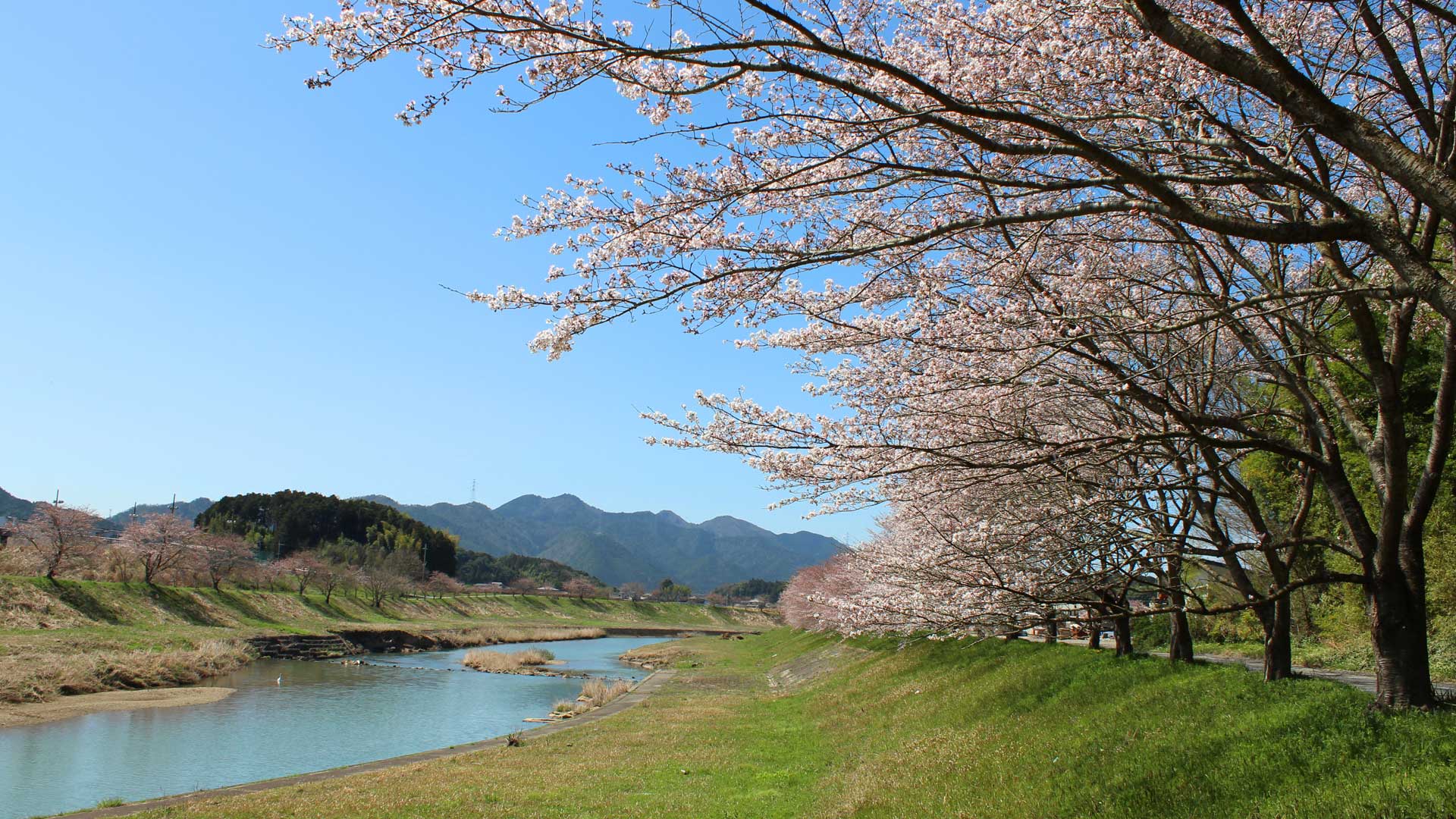 篠山川桜1_1920